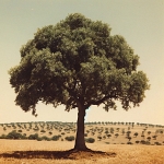Palabra 1860